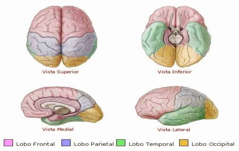 Arquivo:Lobos no Encéfalo .png