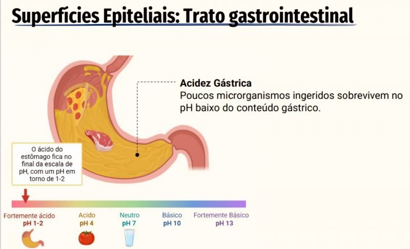 Arquivo:Trato Gastrointestinal.jpg