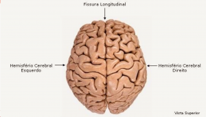 Cérebro .png