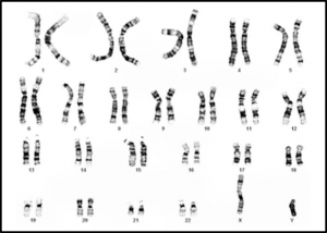 Cariotipo Humano.png