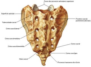 Sacro posterior.jpg