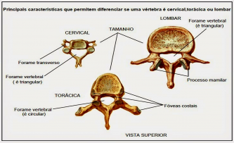 Anatomia das Vertebras.png