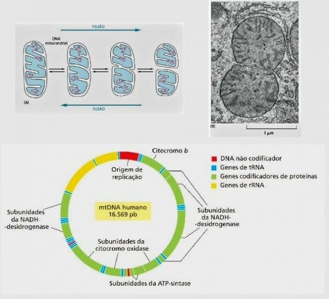 Arquivo:Mitocondria - 3.jpg