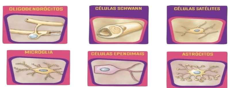 Arquivo:Células .png