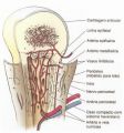 Estrutura Óssea.jpg