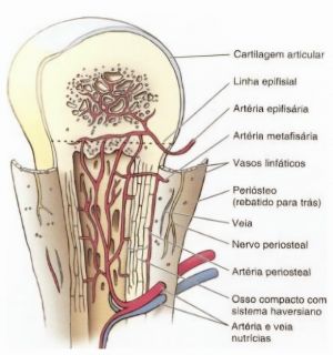 Estrutura Óssea.jpg