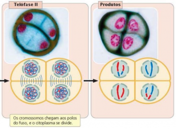 Meiose 2 - Telofase e Produtos.png
