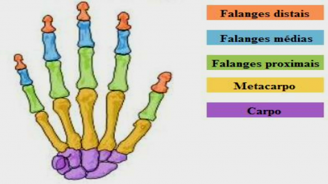 Ossos da Mão.png