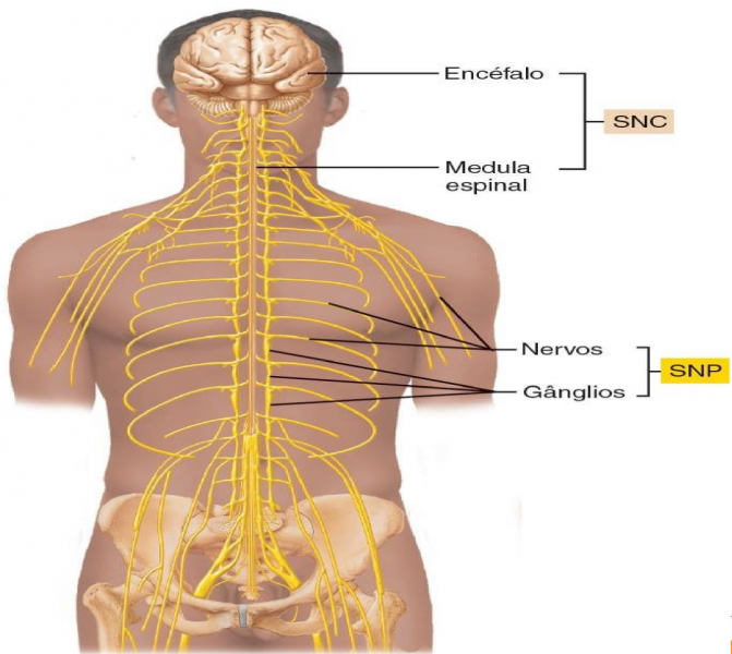 Arquivo:Sistema Nervoso Periférico .png
