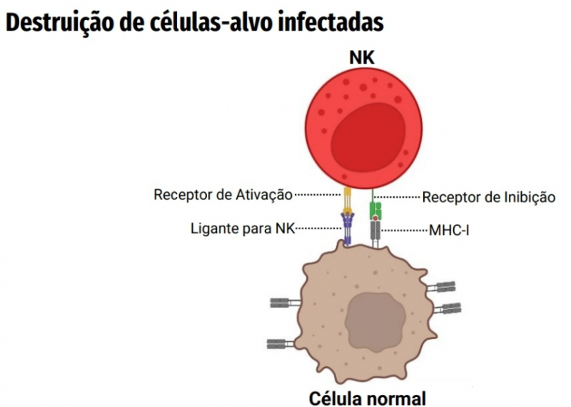 Arquivo:Destruição Célula - Alvo.png