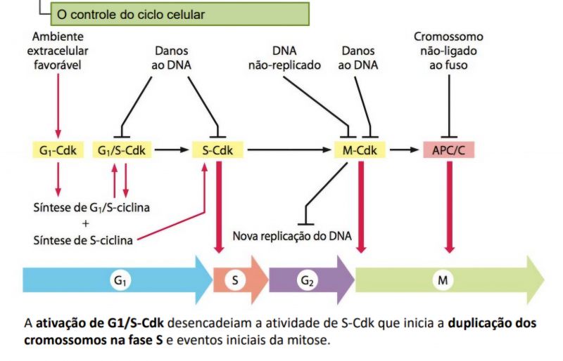 Arquivo:Ciclo Celular.jpg