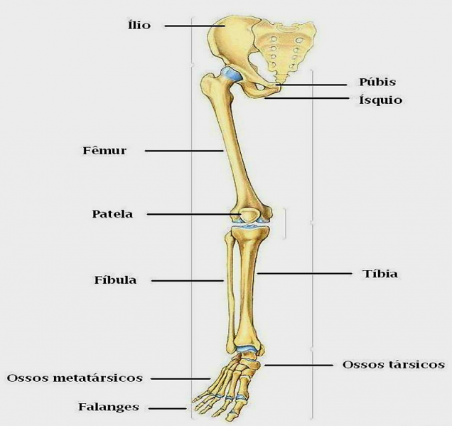 Arquivo:Membros Inferiores.png