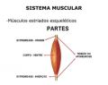 Musculo anatomia.jpg