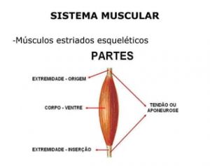 Musculo anatomia.jpg