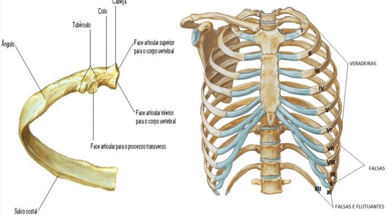 Arquivo:Anatomia das Costelas .jpg