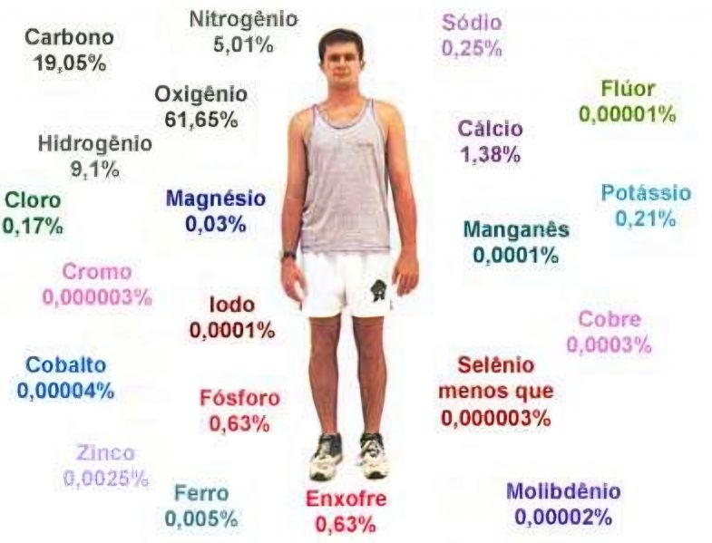 Arquivo:Composição dos seres vivos.jpg