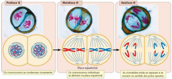 Miose 2 - Profase, Metafase e Anafase.png
