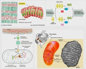Mitocondrias - 2.jpg