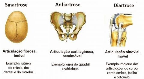 Articulações.jpg