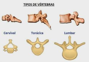 Tipos de vertebras.jpg