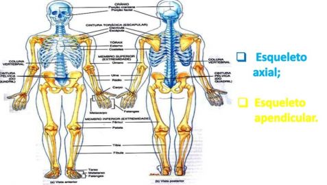 Esqueleto Axial e Apendicular.jpg