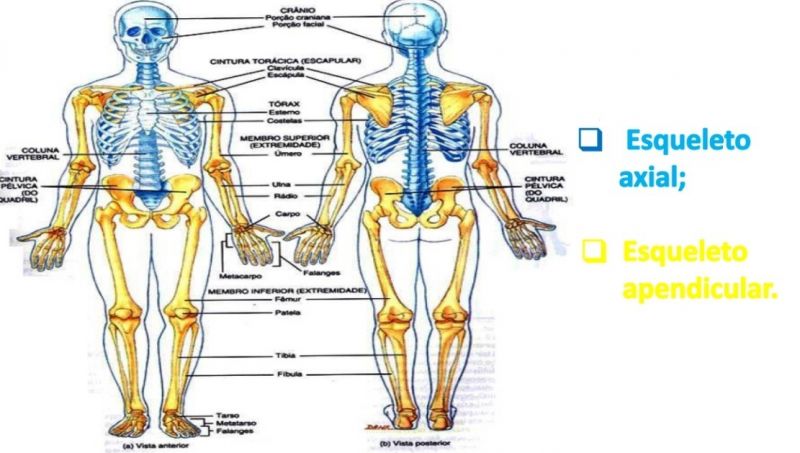 Arquivo:Esqueleto Axial e Apendicular.jpg