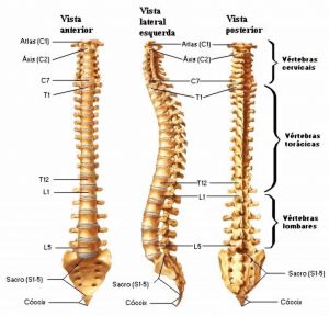 Anatomia da Coluna Vertebral.jpg
