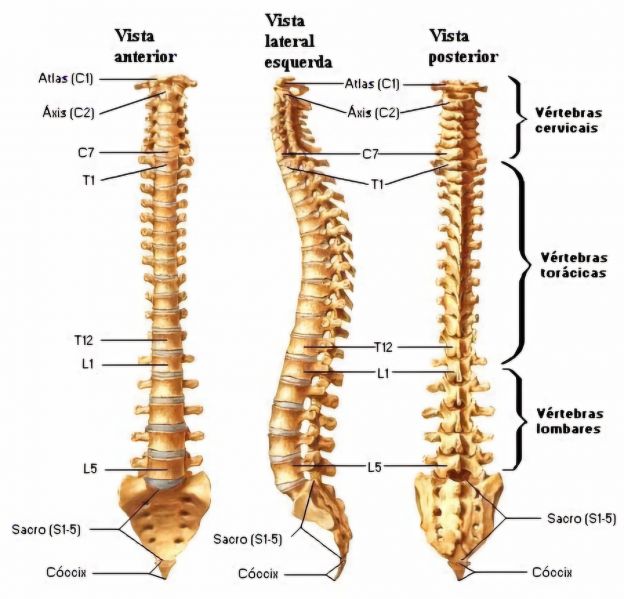 Arquivo:Anatomia da Coluna Vertebral.jpg