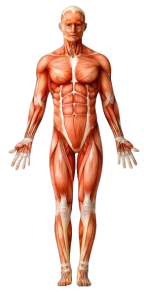 Notes 241112 065920 053.png