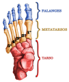 Anatomia dos Ossos do Pe.png