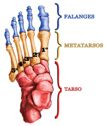 Anatomia dos Ossos do Pe.png