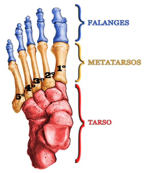 Arquivo:Anatomia dos Ossos do Pe.png