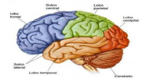 Lobos, sulcos e giros..png