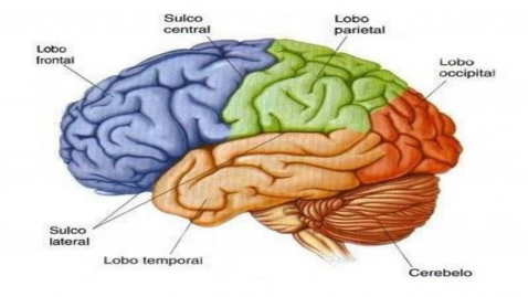 Lobos, sulcos e giros..png