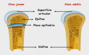 Osso jovem e Osso adulto.png