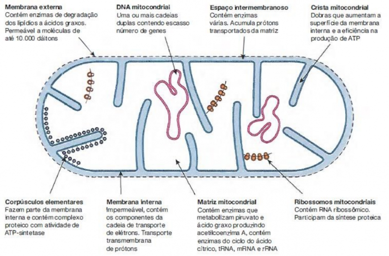 Arquivo:Mitocondria.png