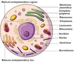 Captura de tela 2024-08-11 095757.png