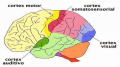 Cortex.png