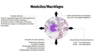 Monócitos - Macrófagos.jpg