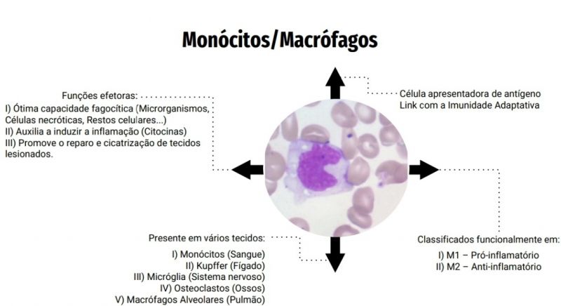 Arquivo:Monócitos - Macrófagos.jpg