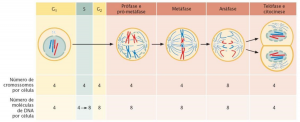 Fase Celular-2.png