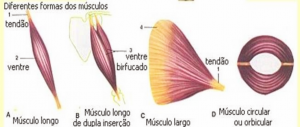 Formas dos Musculos.png