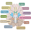 Nervos Cranianos.png