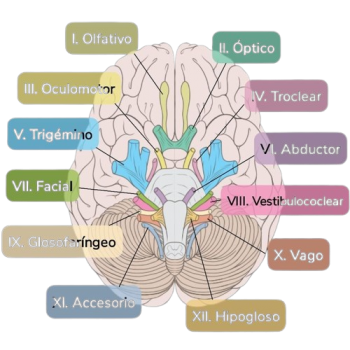 Nervos Cranianos.png