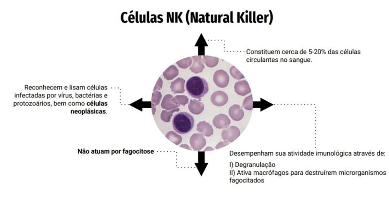 Arquivo:Células NK.jpg