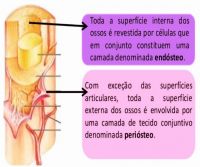 Estrutura dos Ossos 2.jpg
