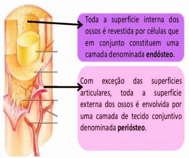 Arquivo:Estrutura dos Ossos 2.jpg