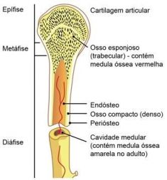 Composição dos Ossos.jpg