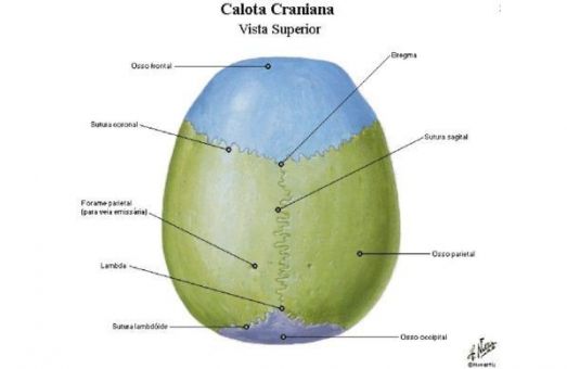 Calota Craniana.jpg
