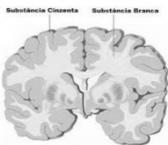 Substância Branca e Cinzenta.png